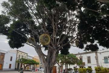 Telde prende la Navidad (Foto TA y Francisco Javier Santana)